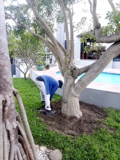 Roll on lawn Kikuyu grass