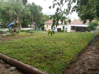 Delivery and installa Kikuyu grass