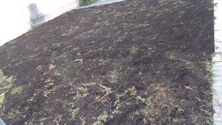 Delivery and installa Kikuyu grass