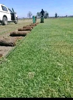 Roll on lawn lawn Kikuyu grass