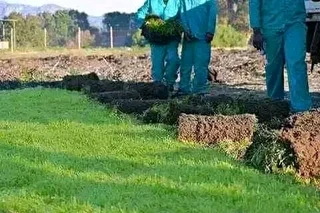 Roll on lawn Kikuyu grass and buffalo grass weed free