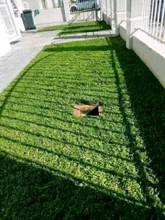 Roll on lawn Kikuyu grass and buffalo grass weed free