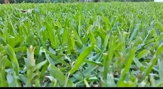 Roll on lawn Kikuyu grass and buffalo grass weed free