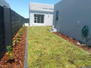 Roll on lawn Kikuyu grass and buffalo grass weed free