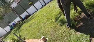 Roll on lawn Kikuyu grass and buffalo grass weed free