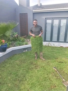 Supply and installa buffalo grass