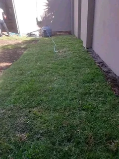 Supply and installa buffalo grass