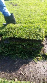 Roll on lawn Lm Berea grass