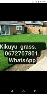 Roll on lawn Kikuyu grass and compost weed free