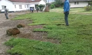 Roll on lawn Kikuyu grass and compost weed free