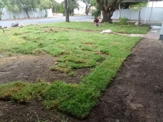 Roll on lawn Kikuyu grass and compost weed free