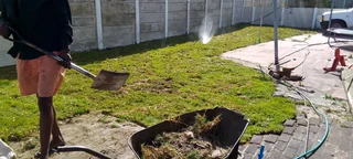 Roll on lawn Kikuyu grass and compost weed free