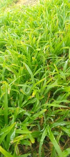 We do supply and installa type of national grass