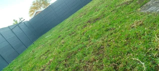 Green and fresh grass from the farm