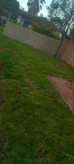 Green and fresh grass from the farm