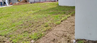 Green and fresh grass from the farm