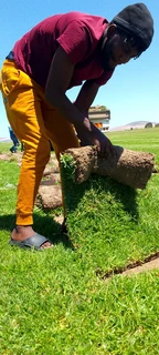 Delivery and installation Kikuyu grass national