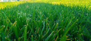 Delivery and installation Kikuyu grass national