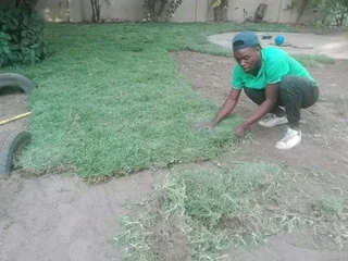 Delivery and installation Kikuyu grass national
