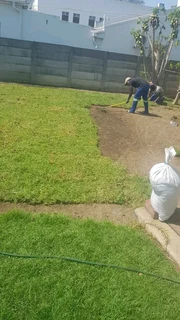 Delivery and installation Kikuyu grass national