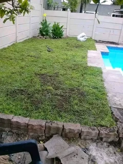 Delivery and installation Kikuyu grass national