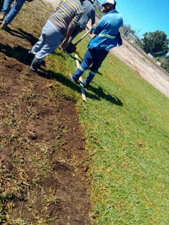 Roll on lawn buffalo grass and Kikuyu grass