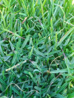 Roll on lawn buffalo grass and Kikuyu grass