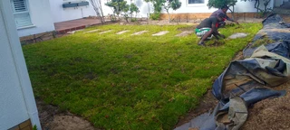 We do supply and installa buffalo grass 100%