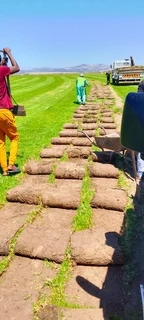 We do supply and installa buffalo grass 100%