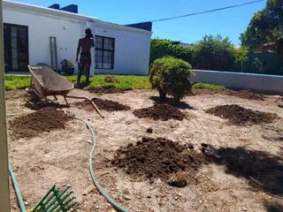 Kikuyu grass and buffalo grass weed free