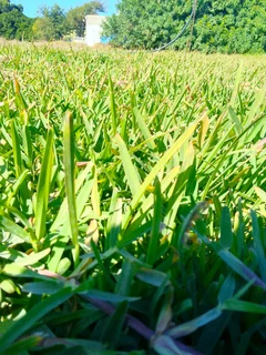 Kikuyu grass and buffalo grass weed free