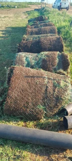 Kikuyu grass and buffalo grass weed free