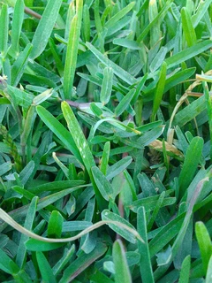 Delivery and installa buffalo grass