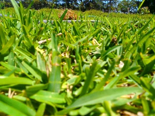 Delivery and installa buffalo grass