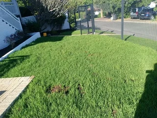 Delivery and installa buffalo grass