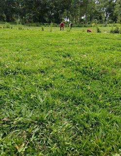 Roll on lawn Kikuyu grass