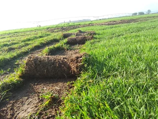 Supply and installa Lm Berea grass