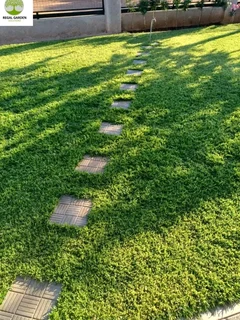 Supply and installa Lm Berea grass