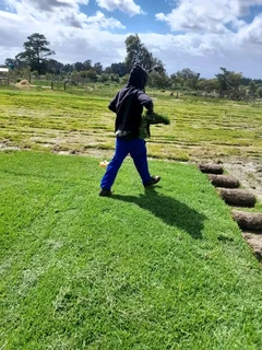 Supply and installa Lm Berea grass