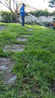 Supply and installa Lm Berea grass