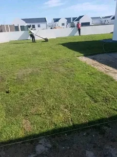 installa and delivery roll on lawn Kikuyu grass