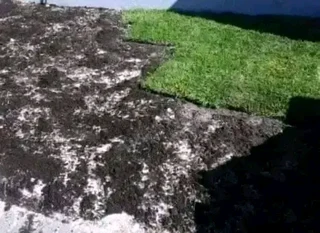 installa and delivery roll on lawn Kikuyu grass