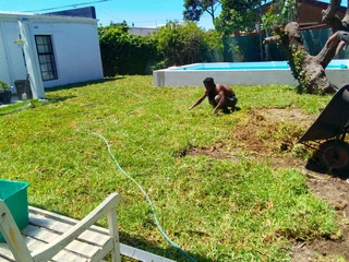 Delivery and installa buffalo grass