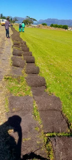 Delivery and installa buffalo grass