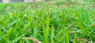 Delivery and installa buffalo grass