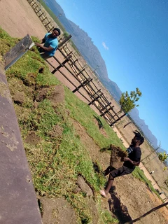 Roll on lawn Lm Berea grass