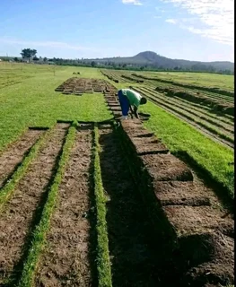 Roll on lawn Kikuyu grass