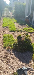 Roll on lawn Kikuyu grass