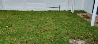 Roll on lawn Kikuyu grass