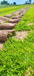 Roll on lawn buffalo grass